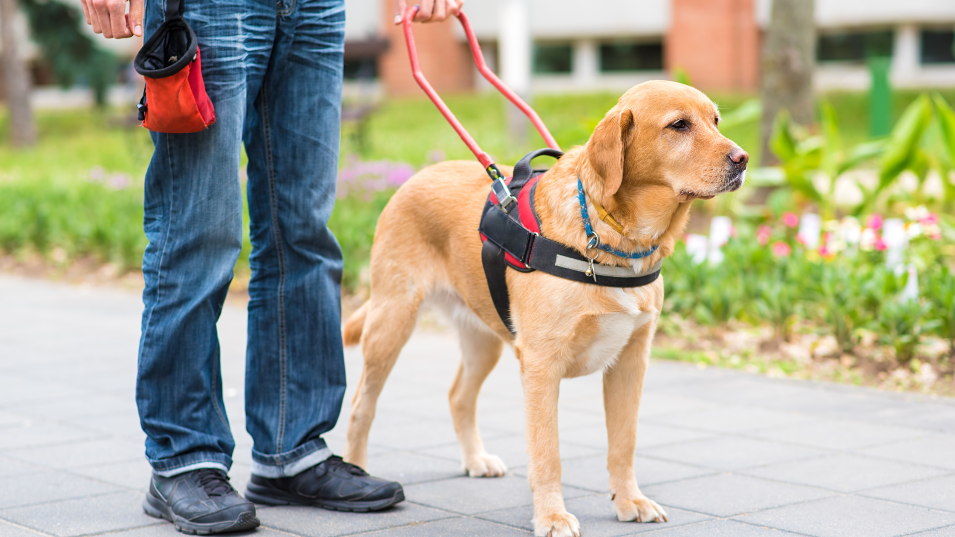 Persona cieca che cammina con il proprio cane guida su un marciapiede accessibile.
